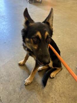 BRIAR -  German Shepherd Dog Dog for Adoption in Ontario, California - BRIAR | PetCurious