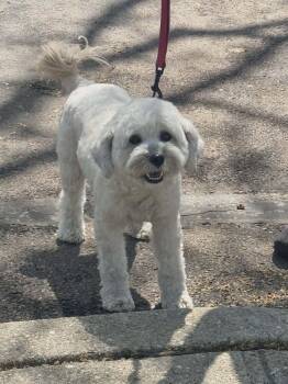 Tibetan Terrier Dogs Available for Adoption in Scotch Plains, New Jersey - Molly | PetCurious