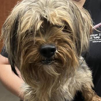 Bentley -  Yorkshire Terrier Dog for Adoption in Yuma, Arizona - Bentley | PetCurious