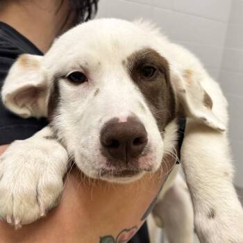 Labrador Retriever Dogs Available for Adoption in Golden, Colorado - Sam | PetCurious