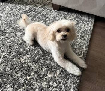 Maltipoo Dogs Available for Adoption - Mr. Mojo | PetCurious