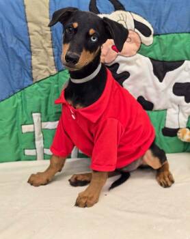 Cherry -  Doberman Pinscher Dog for Adoption in Sedalia, Colorado - Cherry | PetCurious