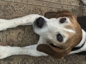 Beagle Dogs Available for Adoption - Colten | PetCurious