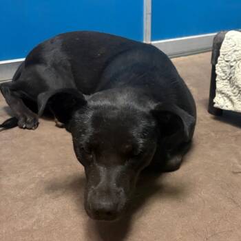 Winslow -  Mixed Breed Dog for Adoption in Flagstaff, Arizona - Winslow | PetCurious