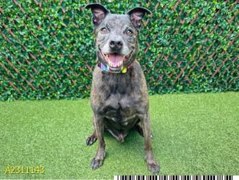 Rescue Mixed Breed Dogs for Adoption in West Palm Beach, Florida - APOLLO | PetCurious