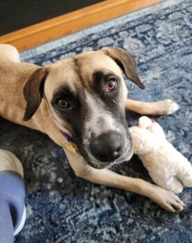 Mastiff Dogs Available for Adoption in Holly Springs, North Carolina - Angelina Ballerina | PetCurious