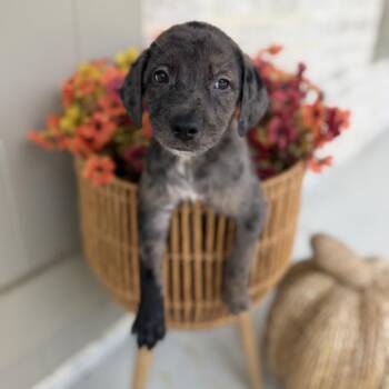 Joey -  Catahoula Leopard Dog and Mixed Breed Dog for Adoption in Baton Rouge, Louisiana - Joey | PetCurious