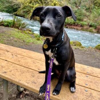 Jet Travel the Sweet and Easy Pup -  Labrador Retriever and Hound Dog for Adoption in Friendswood, Texas - Jet Travel The Sweet And Easy Pup | PetCurious
