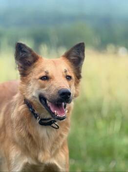 Lomy -  Shepherd and Saluki Dog for Adoption in Huntingtown, Maryland - Lomy | PetCurious