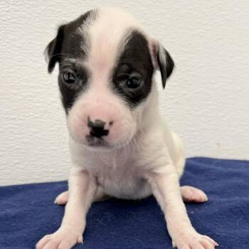 Cassandra -  English Setter and Mixed Breed Dog for Adoption in St. Peters, Missouri - Cassandra | PetCurious