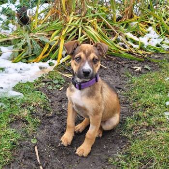 Rescue Mixed Breed Dogs for Adoption in Shorewood, Illinois - Saffron | PetCurious