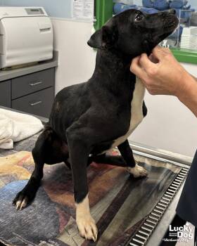 Boston Terrier and Terrier Dogs Available for Adoption in Washington, District Of Columbia - Olga | PetCurious