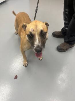 Rescue Pit Bull Terrier and Labrador Retriever Dogs for Adoption in Hartsville, South Carolina - Rue | PetCurious