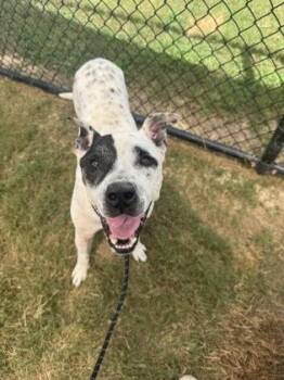 Kraven -  Pit Bull Terrier and Mixed Breed Dog for Adoption in Atlanta, Georgia - Kraven | PetCurious