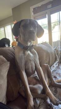 Slim Jim -  Great Dane and Cane Corso Dog for Adoption in Chambersburg, Pennsylvania - Slim Jim | PetCurious