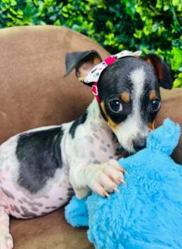 Pearl -  Rat Terrier and Chihuahua Dog for Adoption in Lucas, Texas - Pearl | PetCurious