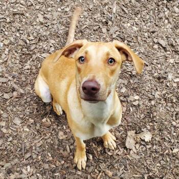 Retriever Dogs Available for Adoption in Graham, Washington - SUNKISS | PetCurious