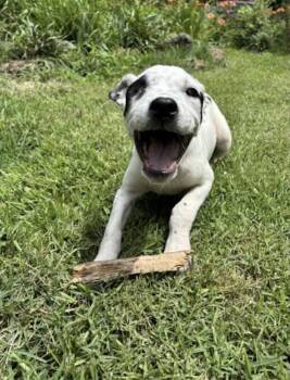 Toni -  Australian Cattle Dog Blue Heeler and Australian Shepherd Dog for Adoption in Watertown, Connecticut - Toni | PetCurious