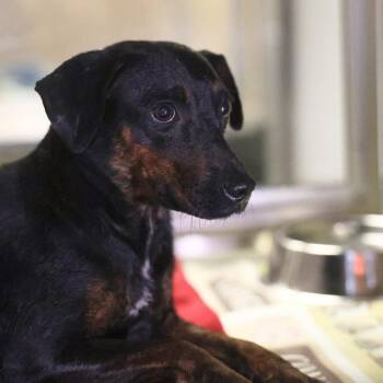 A816779 -  Terrier Dog for Adoption in San Antonio, Texas - A816779 | PetCurious
