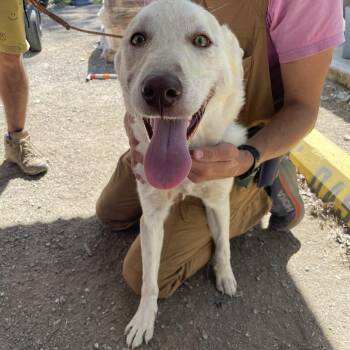 Labrador Retriever Dogs Available for Adoption in Austin, Texas - Derek Shepard | PetCurious
