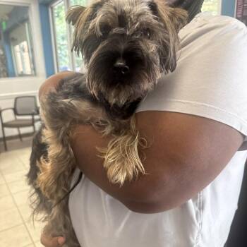 07/06/2026-Stray-WarmSpringsRoad -  Miniature Schnauzer Dog for Adoption in Columbus, Georgia - 07/06/2026-Stray-WarmSpringsRoad | PetCurious