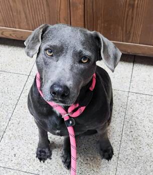 Labrador Retriever and Terrier Dogs Available for Adoption in Fairfield, Connecticut - Sky | PetCurious