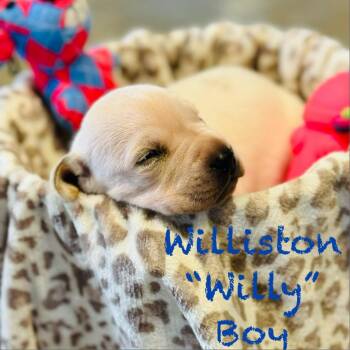 Rescue Mixed Breed and Great Dane Dogs for Adoption in Williston, Florida - Williston | PetCurious