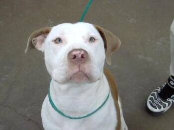 TULIP -  Mixed Breed Dog for Adoption in Dallas, Texas - TULIP | PetCurious