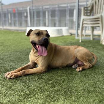 Rescue Pit Bull Terrier Dogs for Adoption in Godfrey, Illinois - Megan | PetCurious