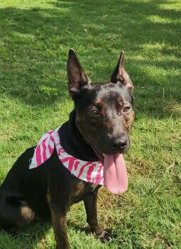 Lucy -  Chocolate Labrador Retriever Dog for Adoption in Mooresville, North Carolina - Lucy | PetCurious