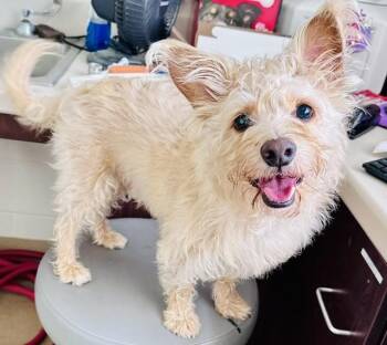 CORN FLAKES -  Poodle and West Highland White Terrier Westie Dog for Adoption in Derwood, Maryland - CORN FLAKES | PetCurious