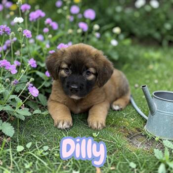 Dilly -  German Shepherd Dog Dog for Adoption in Houston, Texas - Dilly | PetCurious