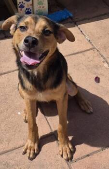 Cart`i -  Mixed Breed Dog for Adoption in Shreveport, Louisiana - Cart`i | PetCurious
