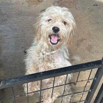Mattilda -  Maltese Dog for Adoption in Lake Jackson, Texas - Mattilda | PetCurious
