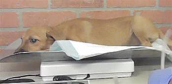 A2096209 -  German Shepherd Dog and Mixed Breed Dog for Adoption in Houston, Texas - A2096209 | PetCurious