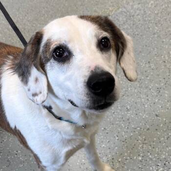 Maggie -  Hound and Mixed Breed Dog for Adoption in Galax, Virginia - Maggie | PetCurious
