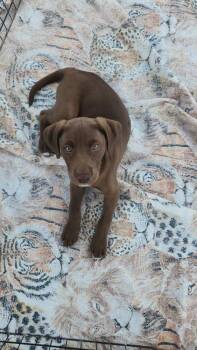 Bon Jovi -  Labrador Retriever Dog for Adoption in Evansville, Indiana - Bon Jovi | PetCurious