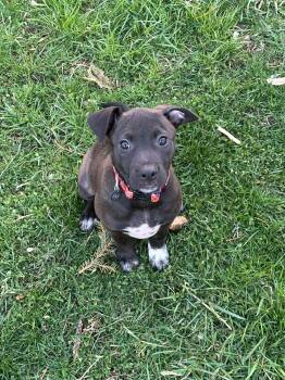 American Staffordshire Terrier and Terrier Dogs Available for Adoption - Piper The Bully Mix Puppy | PetCurious