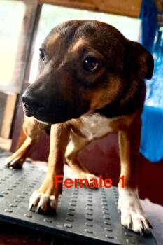 Rescue German Shepherd Dog and Labrador Retriever Dogs for Adoption in Crossville, Tennessee - Hailey | PetCurious