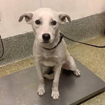 Mellow -  Husky and Pit Bull Terrier Dog for Adoption in San Gabriel, California - Mellow | PetCurious