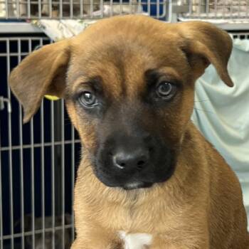 Troy -  Mixed Breed Dog for Adoption in Las Cruces, New Mexico - Troy | PetCurious
