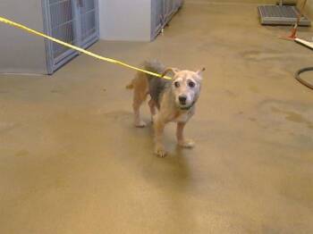 Cairn Terrier and Mixed Breed Dogs Available for Adoption in Sacramento, California - A917402 | PetCurious