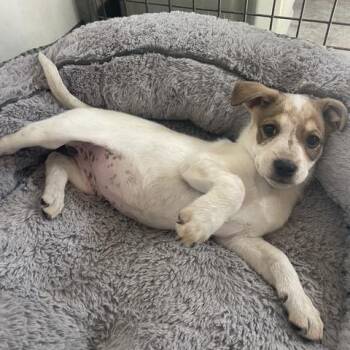 Pearl -  Mixed Breed Dog for Adoption in Prescott, Arizona - Pearl | PetCurious