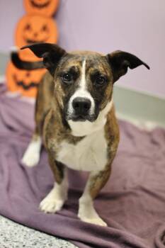 Pecan in NH. Come Meet our Adoptable Dogs Wednesday-Saturday. Mo -  Hound Dog for Adoption in Manchester, New Hampshire - Pecan In NH. Come Meet Our Adoptable Dogs Wednesday-Saturday. Mo | PetCurious