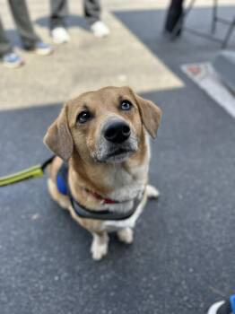 Dachshund and Pomsky Dogs Available for Adoption in Hoffman Estates, Illinois - Roo Bear | PetCurious