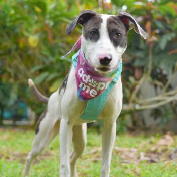 Mixed Breed Dogs Available for Adoption in Kailua-kona, Hawaii - Taffy | PetCurious