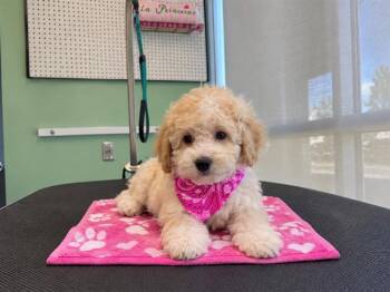 MIRABEL -  Poodle Dog for Adoption in Tustin, California - MIRABEL | PetCurious