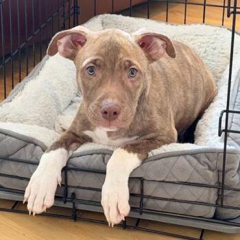 Miles -  Mixed Breed Dog for Adoption in Kansas City, Missouri - Miles | PetCurious