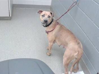 BABYGIRL -  Black Mouth Cur and Mixed Breed Dog for Adoption in Omaha, Nebraska - BABYGIRL | PetCurious