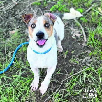 Rhinestone Cowboy -  Dachshund and Terrier Dog for Adoption in Washington, District Of Columbia - Rhinestone Cowboy | PetCurious